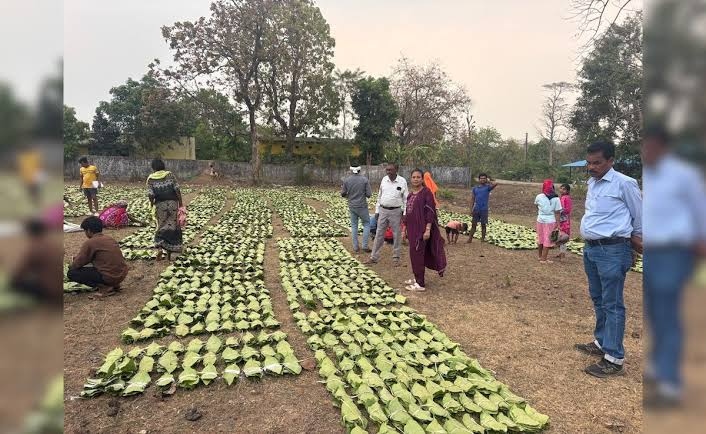 2023 का बोनस आज होगा जारी, तेंदूपत्ता संग्राहकों के खाते में आएंगे पैसे